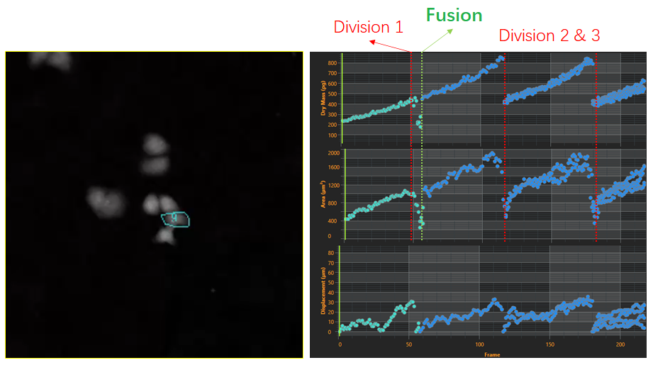2、細(xì)胞譜系研究-2.png