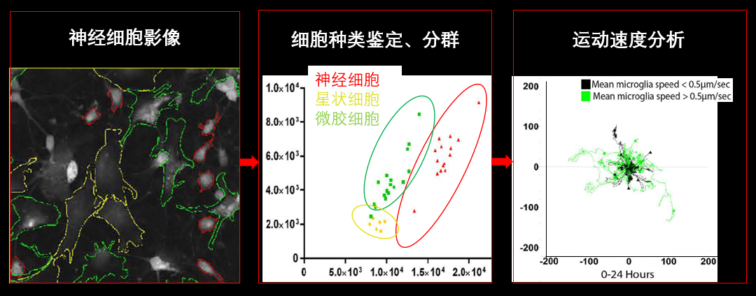 1、無(wú)標(biāo)記神經(jīng)細(xì)胞共培養(yǎng).png