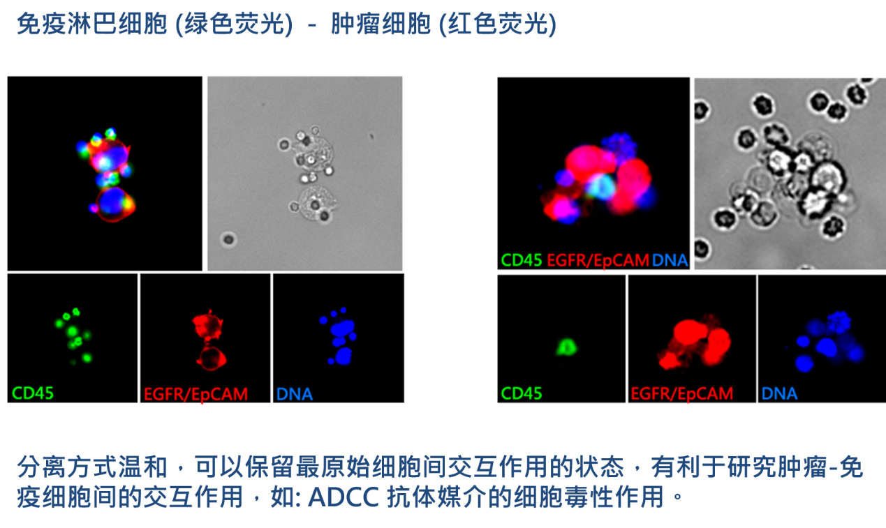 2、腫瘤-免疫細(xì)胞交互作用研究.png